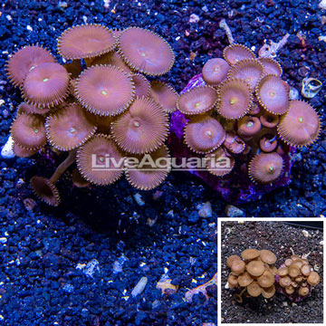 Two Pack Protopalythoa Coral Indonesia