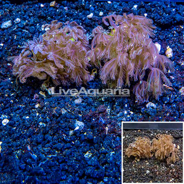 LiveAquaria® Two Pack Cultured Anthelia Coral