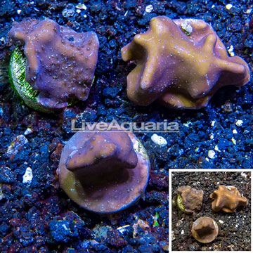 LiveAquaria® Three Pack Cultured Blue Ridge Coral