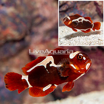 Peacekeeper Maroon Clownfish [Blemish]