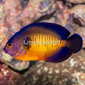 Coral Beauty Angelfish