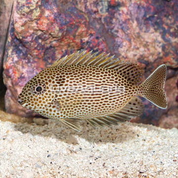 Brown Spotted Spinefoot