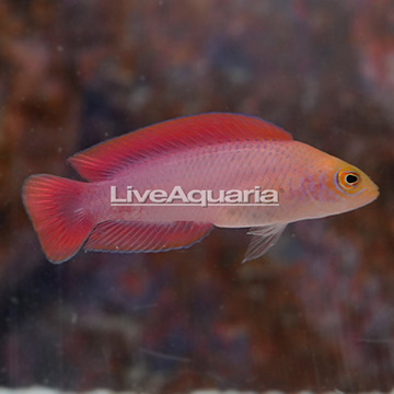 Fijian McCullochi Dottyback, Male