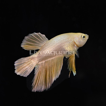 24 Karat HMPK Gold Plakat Betta, Male