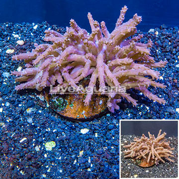 Tree Coral Indonesia