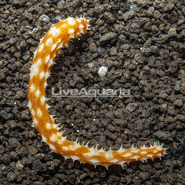 Tiger Tail Cucumber 