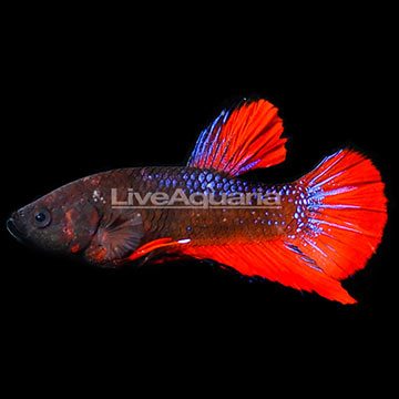 Hellboy Plakat Betta, Male