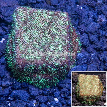 LiveAquaria® Cultured Orange/Gold Psammocora Coral