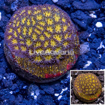 LiveAquaria® Cultured Orange Leptastrea Coral