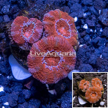 LiveAquaria® Cultured Acan Lord Coral 