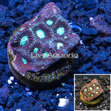  LiveAquaria® Cultured War Coral 