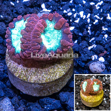 LiveAquaria® Cultured  Blastomussa Wellsi Coral