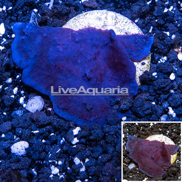 LiveAquaria® Cultured Red and Blue Sponge