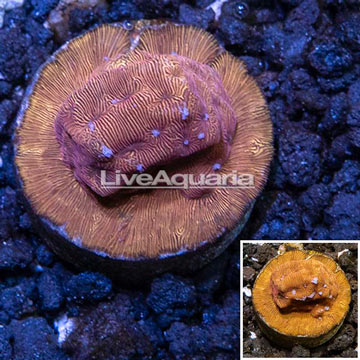 LiveAquaria® Cultured Orange Psammacora Coral