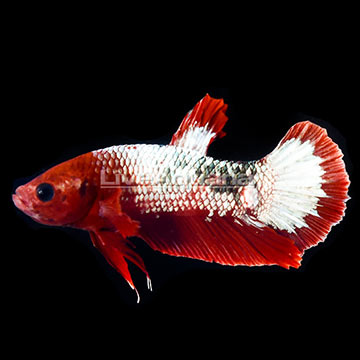 Fancy Couper Betta, Male