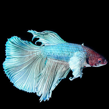 Dumbo Ear Betta