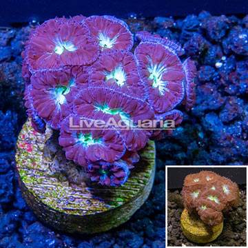 LiveAquaria® Cultured Blastomussa Merletti Coral 