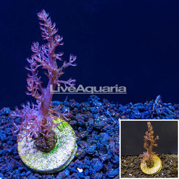 LiveAquaria® Cultured Tree Coral