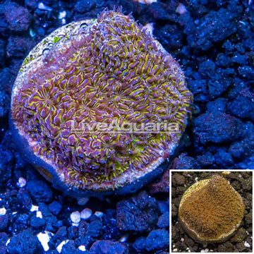 LiveAquaria® Cultured Orange/Gold Psammocora Coral