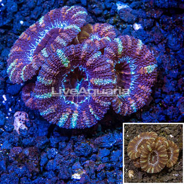 LiveAquaria® Cultured Lord Coral 