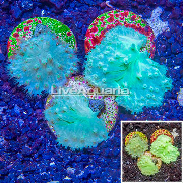 LiveAquaria® Cultured Three Pack Cabbage Leather Coral 