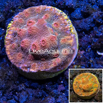 LiveAquaria® Cultured Green and Red Cyphastrea Coral