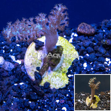 LiveAquaria® Cultured Kenya Tree Coral