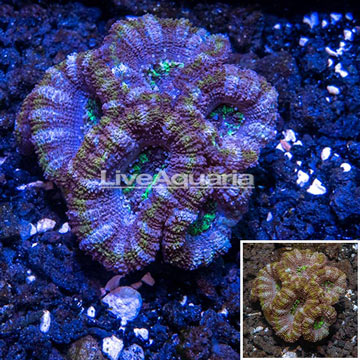 LiveAquaria® Cultured Acan Lord Coral 