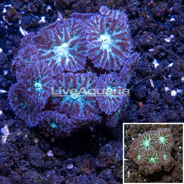 LiveAquaria® Cultured Blastomussa Coral 