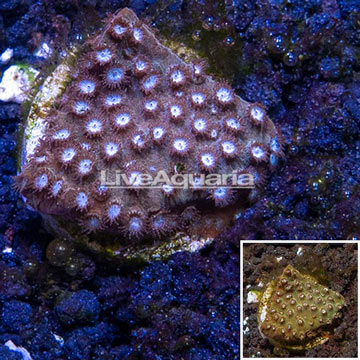 LiveAquaria® Cultured Green and Red Cyphastrea Coral