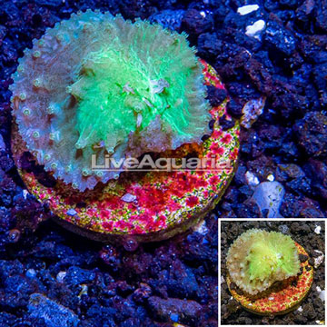 LiveAquaria® Cultured Cabbage Leather Coral