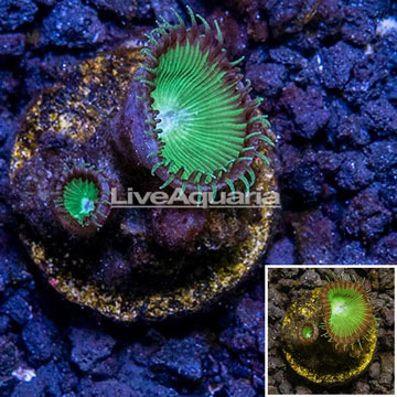 LiveAquaria® Cultured Protopalythoa Coral Australia