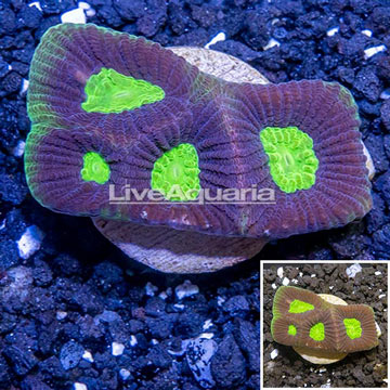 LiveAquaria® Cultured Goniastrea Coral