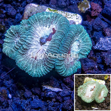 LiveAquaria® Cultured Favia Coral