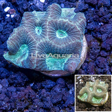 LiveAquaria® Cultured Goniastrea Brain Coral 