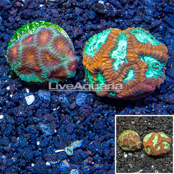 LiveAquaria® Two Pack Cultured Favia Coral 