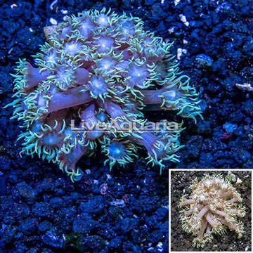 LiveAquaria® Cultured Goniopora Coral  