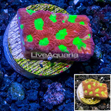 LiveAquaria® Cultured War Coral 