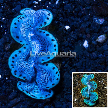 Maxima Clam Blue/Purple