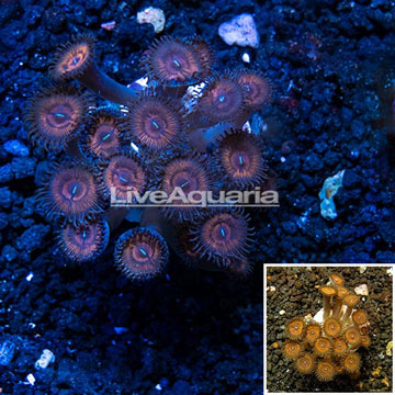 Zoanthus Coral Indonesia