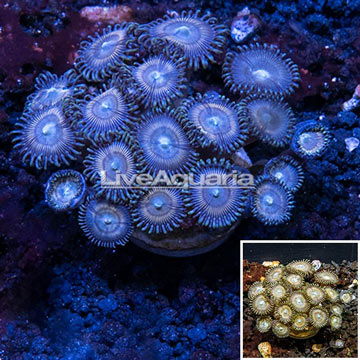 Colony Polyp Rock Zoanthus Indonesia