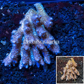 Acropora Coral Australia