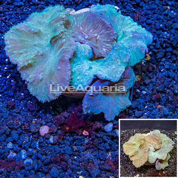 Cabbage Leather Coral Indonesia 