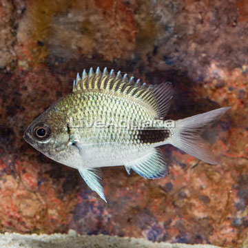 Speckled Damselfish