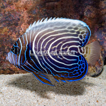 Emperor Angelfish sub adult