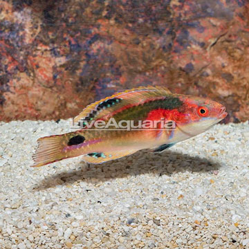 Exquisite Fairy Wrasse 