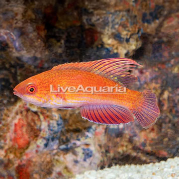 Linespot Flasher Wrasse 