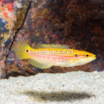 Yellow Candy Hogfish