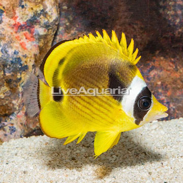 Raccoon Butterflyfish