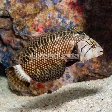 Dragon Wrasse